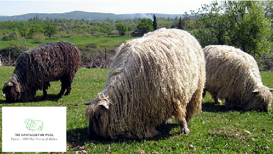 Wensleydale sheep and yarn