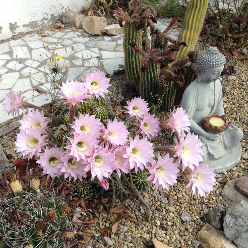 cactiflowers