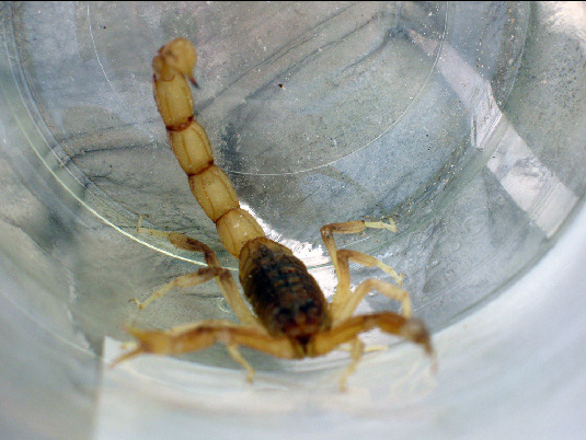 Scorpion - Buthus occidentalis