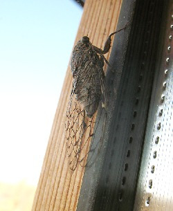 Cicadas buzzing