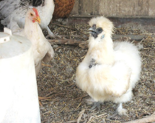 White Silkie Bantam