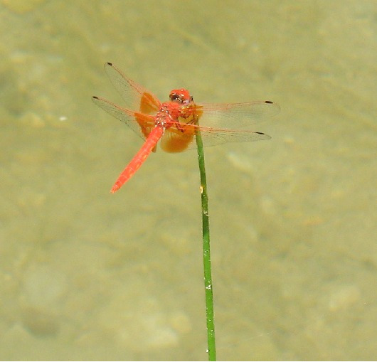 Rare and beautiful dragonfly