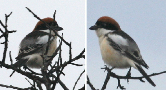 Woodchat shrike migratory birds